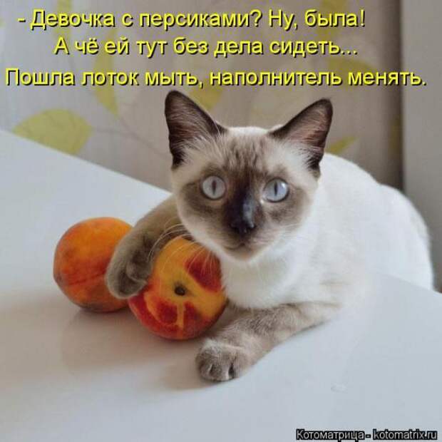 Котоматрицы(картинки с надписями)