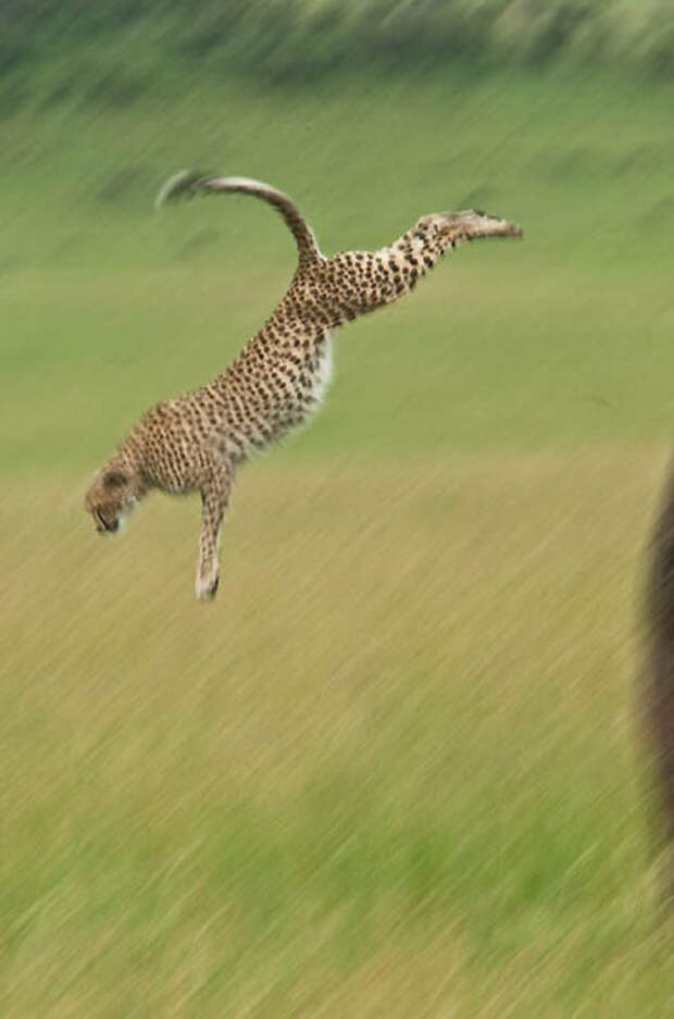 Фотография: Животные в полете №24 - BigPicture.ru