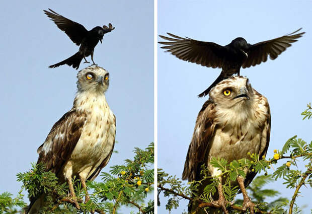 Ворона докучает орлу вороны, животные, птицы, фото