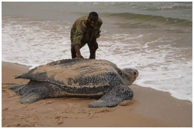 Самая большая в мире из морских - кожистая черепаха, известны экземпляры весом около тонны, с размахом ласт 5 метров и возрастом около 550 лет. интересное, факты, фауна, черепахи