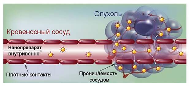 Витамин В2: скрытая угроза или спасательный круг? Ученые раскрыли темную сторону рибофлавина при раке