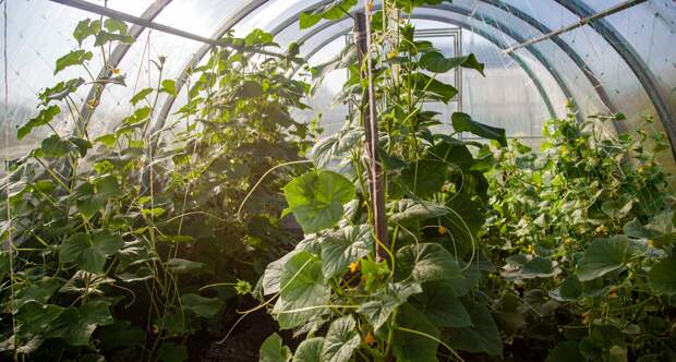 Садовод Рассадина рассказала, как подготовить теплицу к новому дачному сезону