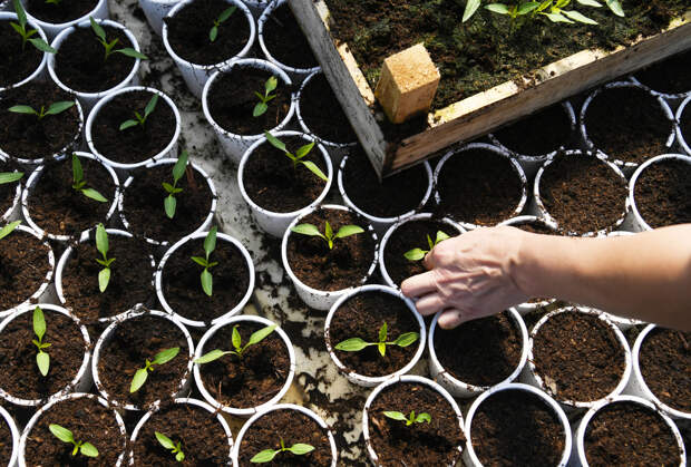 Как вырастить рассаду перца: посев и уход, лучшие сорта