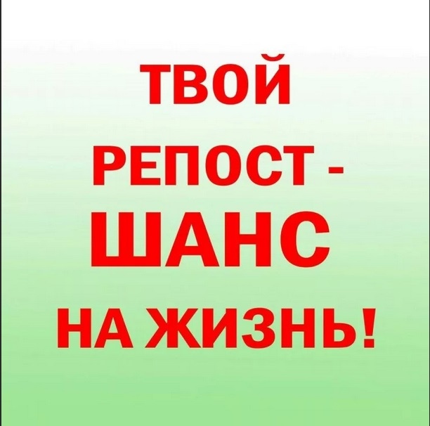 Как никогда просим вас о помощи!!! Эти малыши пропадают в пустом садоводстве...А из леса приходят лисы...
