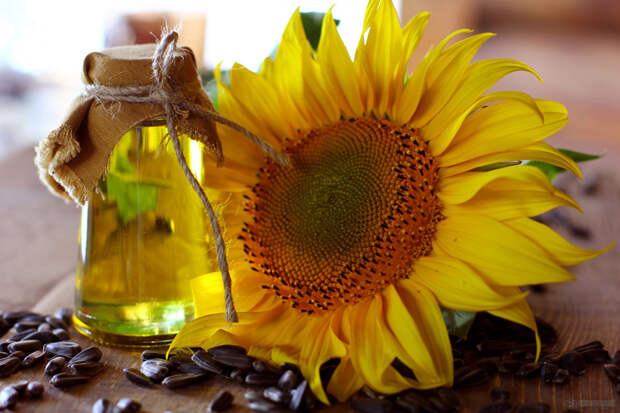 Sunflower_oil.jpg