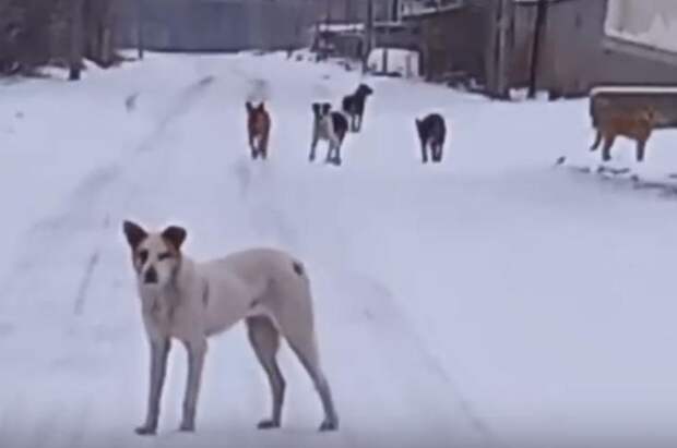 Кладбищенские псы атаковали жителей Хилокского жилмассива в Новосибирске