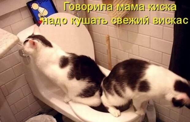 Говорила мама-киска - надо кушать свежий вискас!