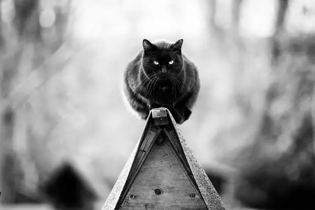 Удивительная подборка фото «монорельсовых» кошек
