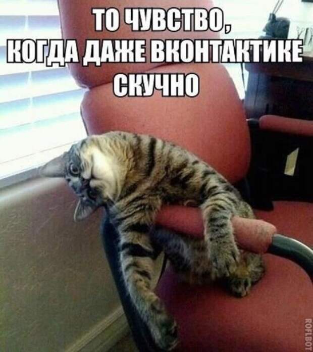 Кис-кис-кис Кис-кис-кис животные, коты, юмор