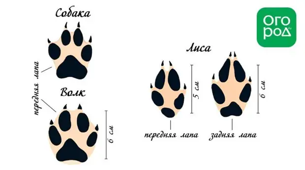 Следы животных и птиц на снегу – схемы с названиями