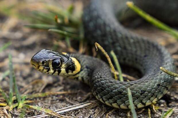 25‑сантиметровая змея в Кунцево напугала жильцов многоквартирного дома