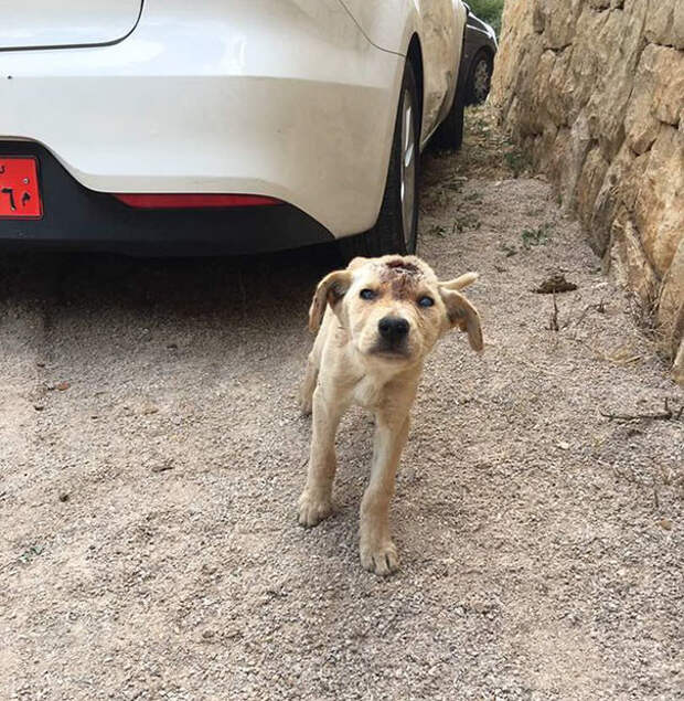 Амаль Андари увидела на обочине дороги бездомного щенка выстрел, животные, история, ливан, рана, собака, спасение, фото