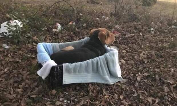 rescue-rock-pup-1