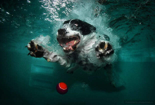 Сез Кастил, Seth Casteel, фотографии собак под водой