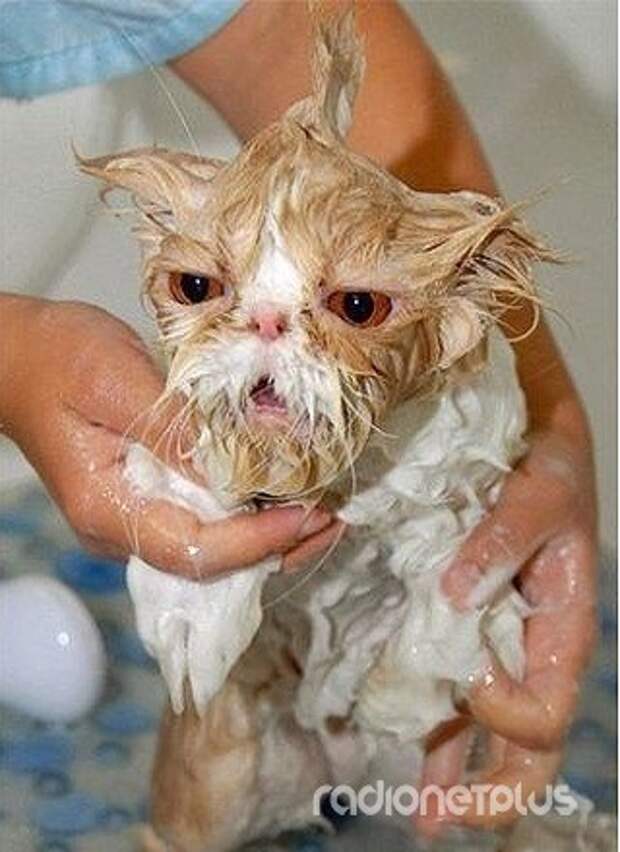 Котики