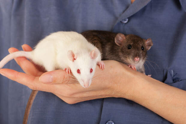 Паразитолог Бартули: в России крысы чаще всего переносят два опасных заболевания