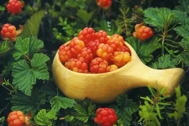 Самая северная и самая полезная ягода