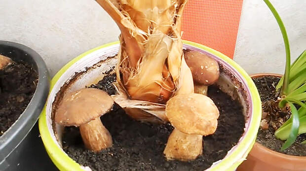 Как выращивать белые грибы на подоконнике