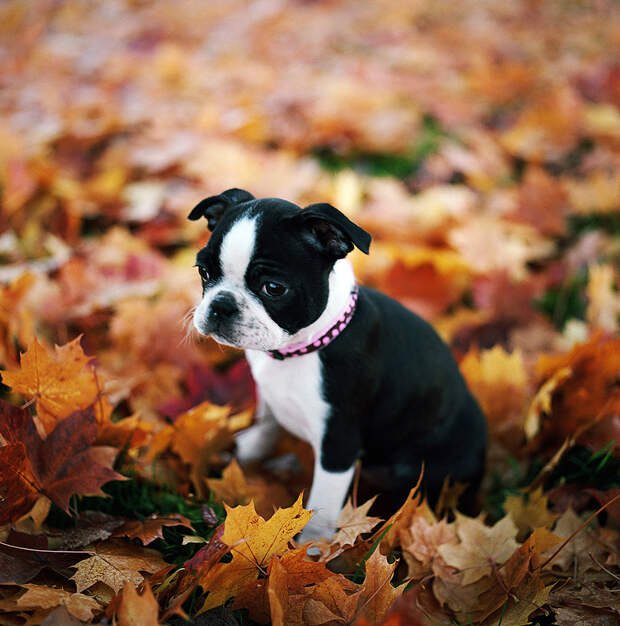 16 cамых забавных осенних фотографий собачек dogsnfall05 16 cамых забавных осенних фотографий собачек