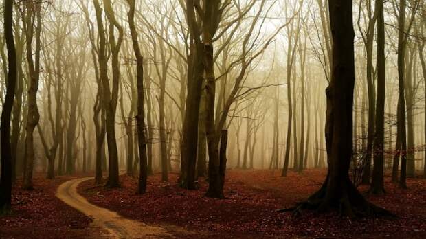 Осенние фотопейзажи Неллеке Питерс (Nelleke Pieters)
