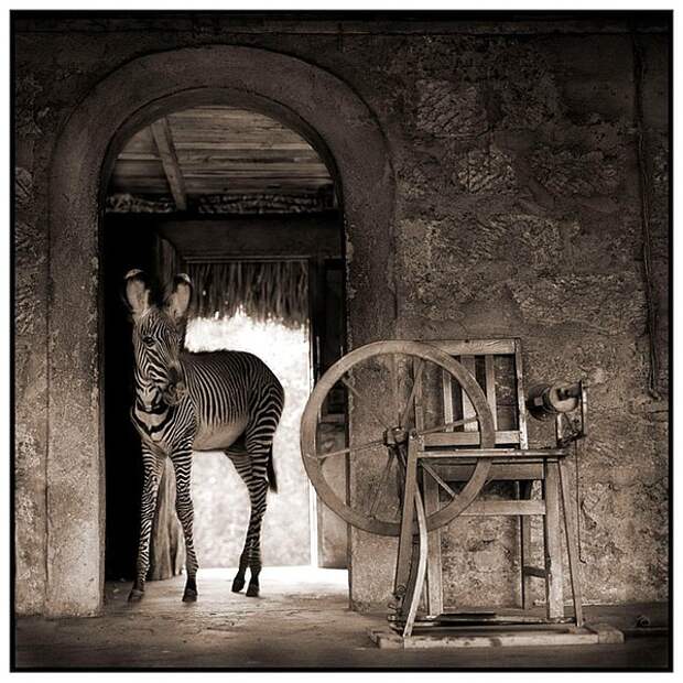 фотографии африки. Nick Brandt