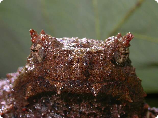 Страшный широкоголов (лат. Asterophrys turpicola)