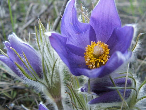 Pulsatilla на фото