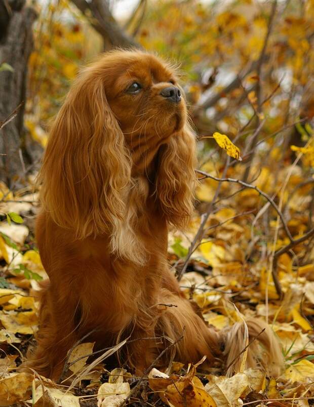 16 cамых забавных осенних фотографий собачек dogsnfall14 16 cамых забавных осенних фотографий собачек