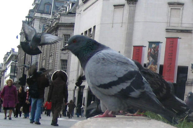 piegon