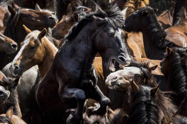 Лучшие снимки финалистов Smithsonian Photo Contest'2016 планета земля, фотоконкурсы. природа