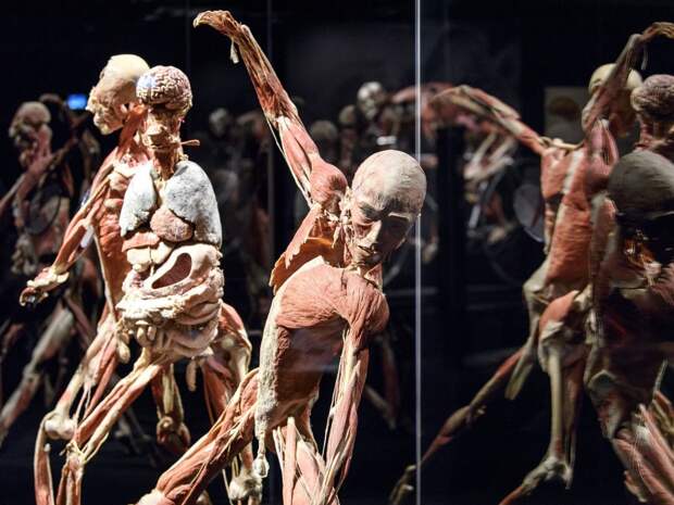Просто мороз по коже: выставка забальзамированных человеческих тел в Женеве