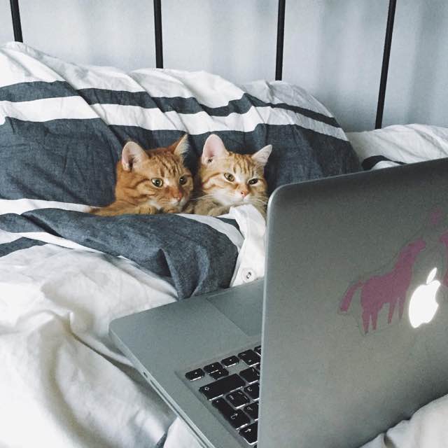 Без кота и жизнь не та