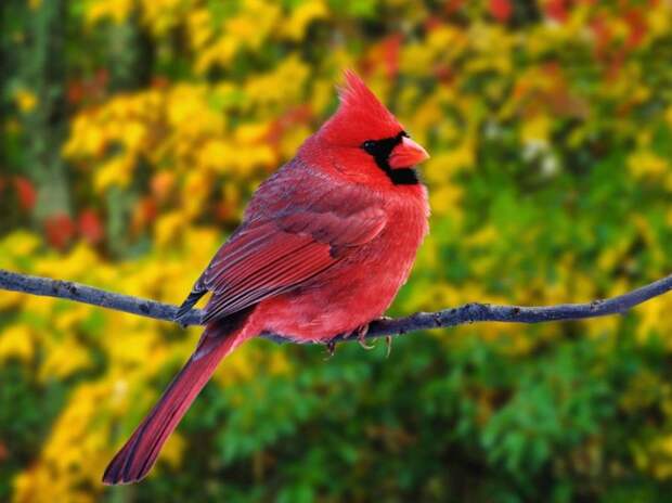 birdie05 Топ 10 самых красивых птиц в мире