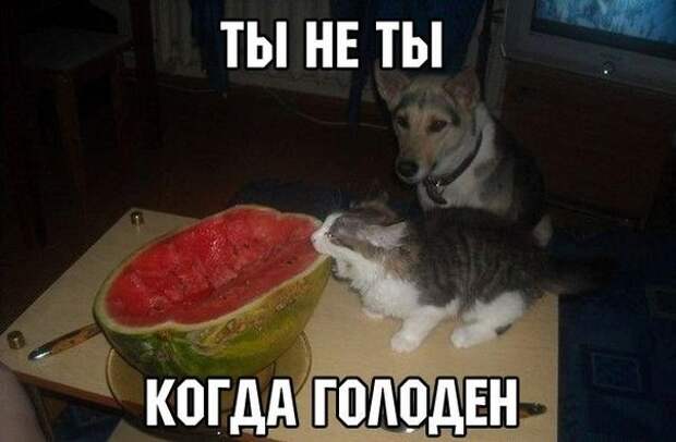 Смешные фото приколы и мемы с котами и кошками Смешные фото приколы и мемы с котами и кошками животные, коты, прикол, юмор