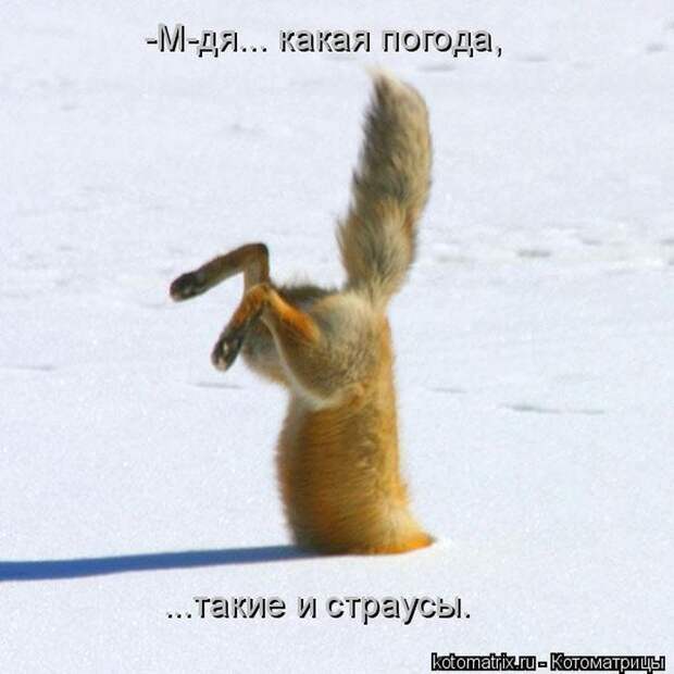 Лучшие котоматрицы недели (50 фото)