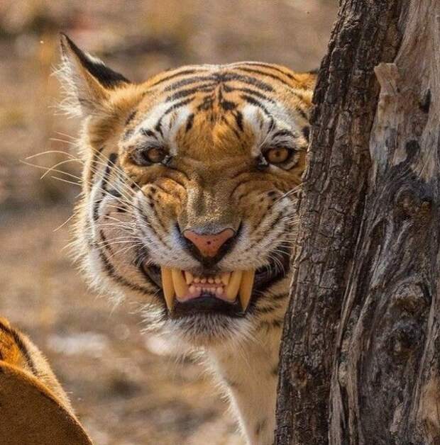 Дикие кошки