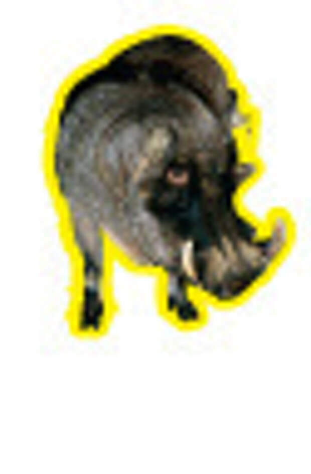 Фунтик