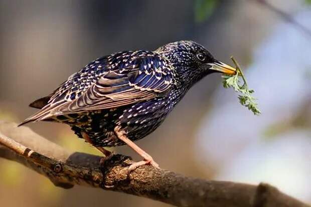 Скворец на ветке #photocentra.