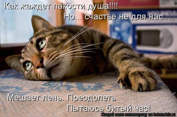 Лучшие котоматрицы недели (50 фото)