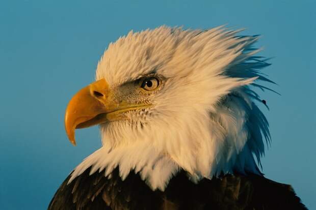 The cover story of the July 2002 issue was dedicated to bald eagles. Since 2009, the bald eagle population in the lower 48 states has quadrupled.