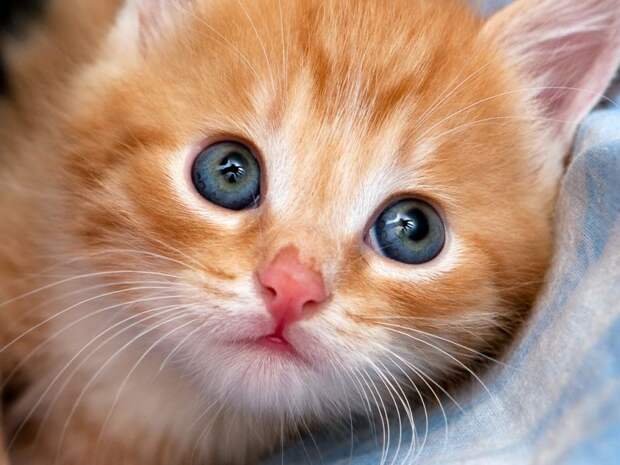 Картинки по запросу фото рыжего котенка