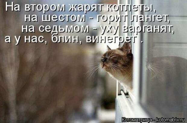 Котоматрицы(картинки с надписями)