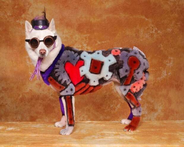 Стимпанк-собака груминг, животные, конкурс, образ, собака, трансформация, фото