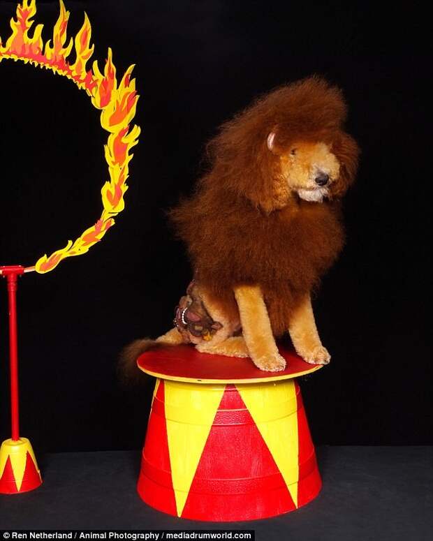 Лев готовится к прыжку сквозь огненное кольцо груминг, животные, конкурс, образ, собака, трансформация, фото