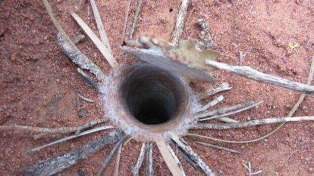Mid West fauna survey stumbles on ‘trapdoor’