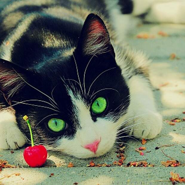 котенок в новом доме