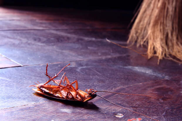 Вывести тараканов довольно сложно и придется проводить периодическую чистку квартиры