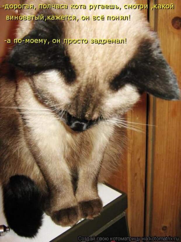 Котоматрицы(картинки с надписями)
