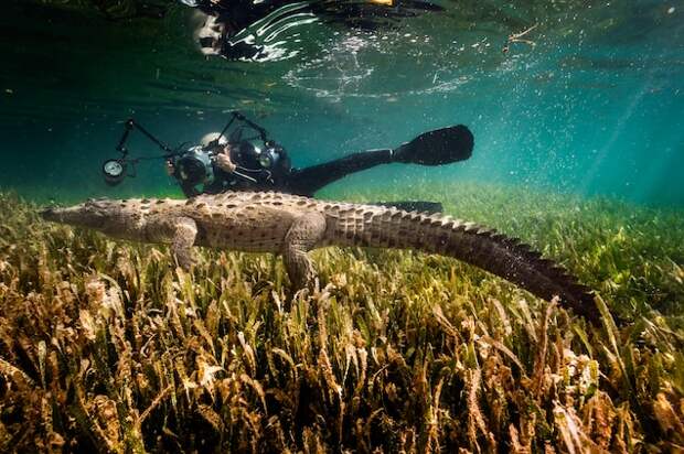 A photographer swims next to an American crocodile in Gardens of the Queen, a marine reserve in Cuba. This previously unpublished photo was taken as a part of coverage for a November 2016 story on the reserve.&nbsp;