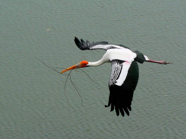 Stork Taking 1 of 5